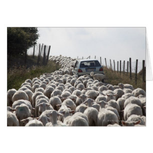 tuscany farmland road , auto geblokkeerd door kudd
