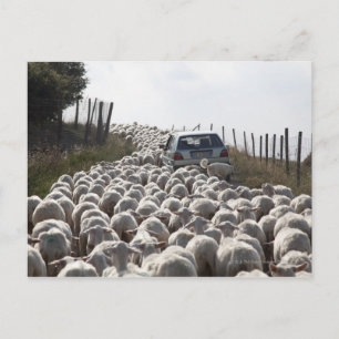 tuscany farmland road , auto geblokkeerd door kudd briefkaart