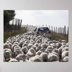 tuscany farmland road , auto geblokkeerd door kudd poster