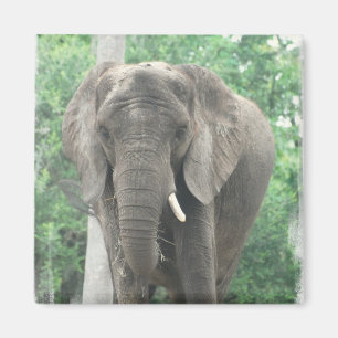 Tusked Elephant Magnet  Magneet