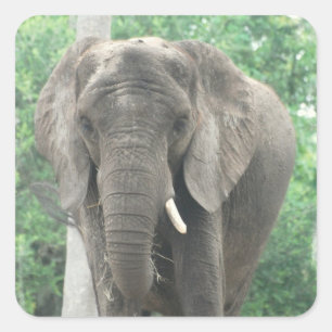 Tusked Elephant Sticker