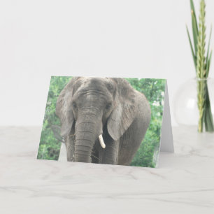 Tusked Elephant Wenskaart Kaart