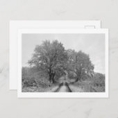 Tussen de Oaks (winter) Briefkaart (Voorkant / Achterkant)