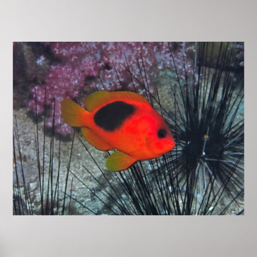 Tussen de Urchins Poster (Voorkant)