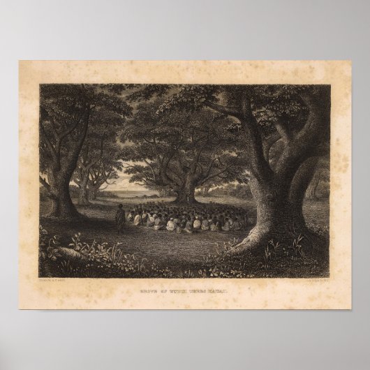 Tutui Trees, Hawaii Poster (Voorkant)