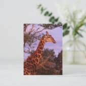 Tutwa, girafe en langue tetswana, Carte postale (Debout devant)