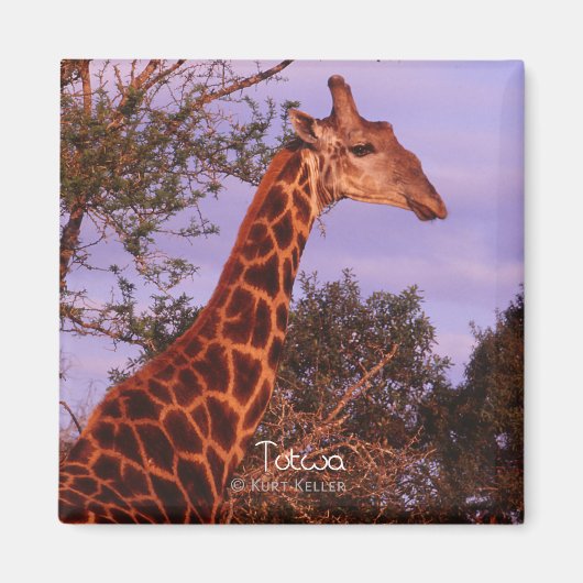 Tutwa, girafe en tetswana, Magnet (Devant)