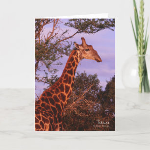 Tutwa, giraffe in Botswana, Wenskaart Kaart