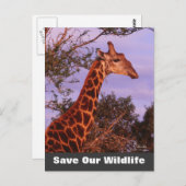 Tutwa Save Our Wildlife Briefkaart (Voorkant / Achterkant)