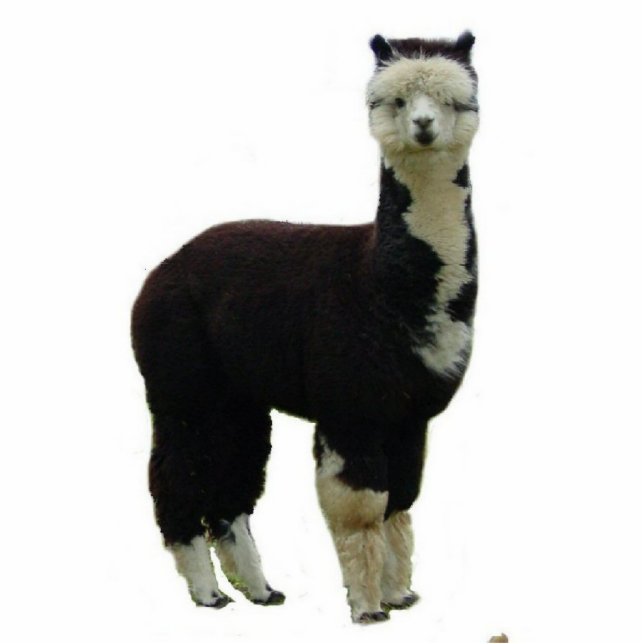 Tuxedo Alpaca Staand Fotobeeldje (Voorkant)