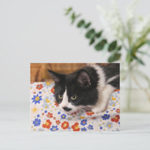 Tuxedo Cat Briefkaart