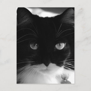 TUXEDO CAT-BRIEFKAARTEN BRIEFKAART