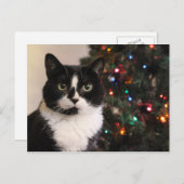 Tuxedo Cat Christmas Briefkaart (Voorkant / Achterkant)
