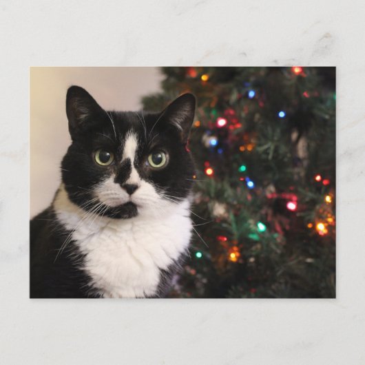 Tuxedo Cat Christmas Briefkaart (Voorkant)