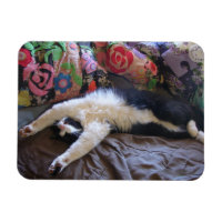 Tuxedo Cat Cute die een Mexicaans Briefkaart van d
