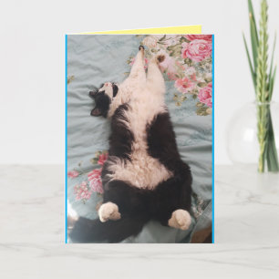 Tuxedo Cat Cute Funny Slapende Cats Kneading Card Kaart