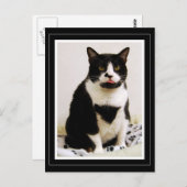 Tuxedo Cat die haar tong uitsteekt Briefkaart (Voorkant / Achterkant)