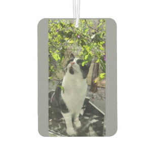 Tuxedo Cat Luchtverfrisser