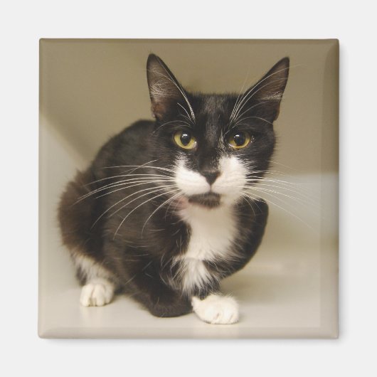 Tuxedo Cat Magnet Magneet (Voorkant)