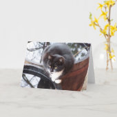 Tuxedo Cat on Barrels Notice Kaart (Gele Bloem)