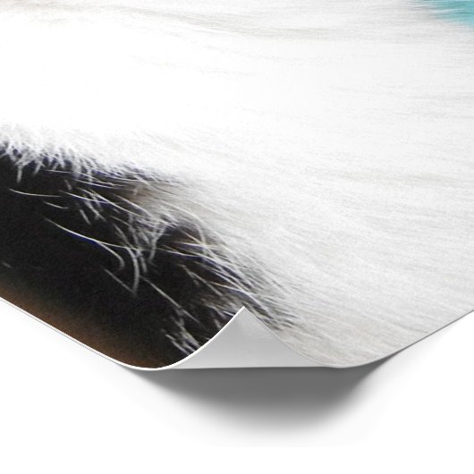 Tuxedo Cat Profile on Blauwgroen Poster (Hoek)