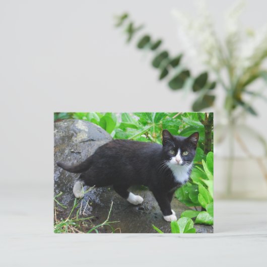 Tuxedo Chat dans une carte postale Park (Debout devant)