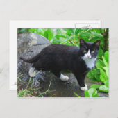 Tuxedo Chat dans une carte postale Park (Devant / Derrière)