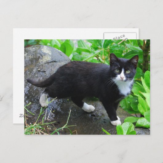 Tuxedo Chat dans une carte postale Park (Devant / Derrière)