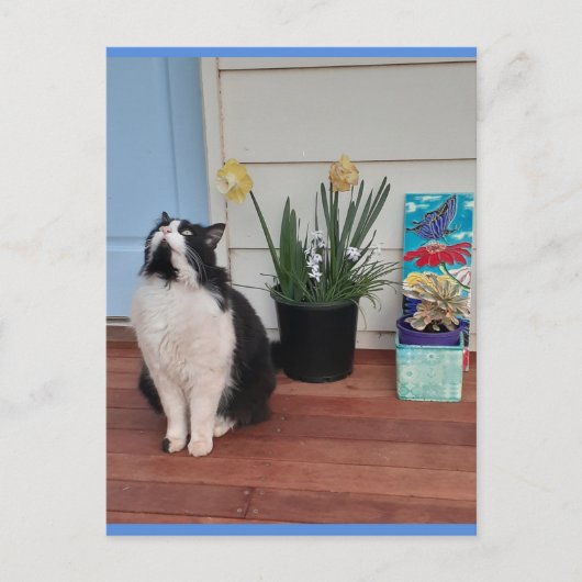 Tuxedo Chat mignonne avec jolie carte postale bleu (Devant)