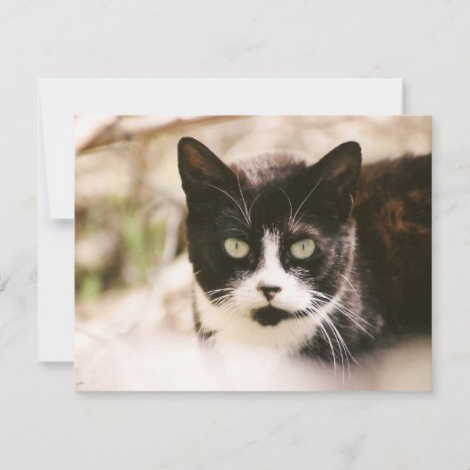Tuxedo Feral Cat-uitnodigingen Kaart (Voorkant)