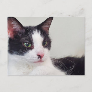 Tuxedo-kat Briefkaart