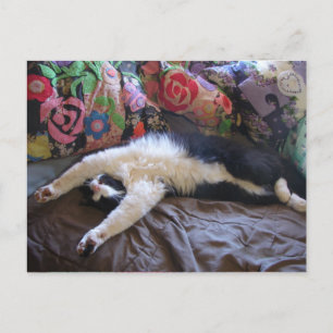 Tuxedo kat Cute die een Mexicaanse golf doet Ansic Briefkaart