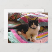Tuxedo Kat Cute met Mooie Gehaakte Kleed Ansichtka Briefkaart (Voorkant / Achterkant)