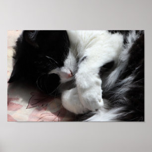 Tuxedo Kat Kunst Cute Roze Neus Kitten Katten Kuns Poster