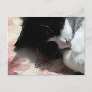 Tuxedo Kat Kunst Cute Roze Neus Kitty Katten Kunst Briefkaart