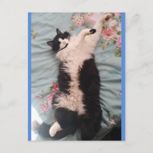 Tuxedo Kat Lief Doet een Gelukkige Dans Ansichtkaa Briefkaart
