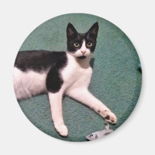 Tuxedo Kat Magnet Magneet