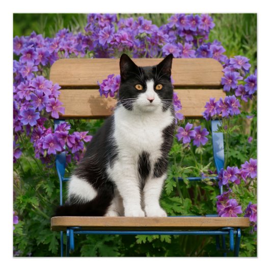 Tuxedo-kat op een tuinstoel met bloemen perfect poster (Voorkant)