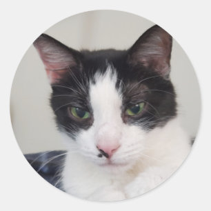 Tuxedo-kat Ronde Sticker