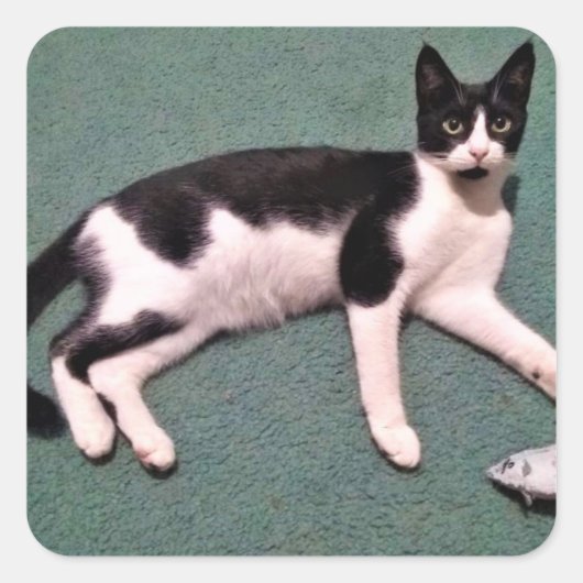 Tuxedo kat Stickers (Voorkant)