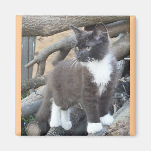 Tuxedo Kitten Magneet
