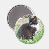 Tuxedo Kitten Magnet Magneet (Voorkant / Achterkant)