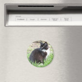 Tuxedo Kitten Magnet Magneet (Insitu (Vaatwasser))