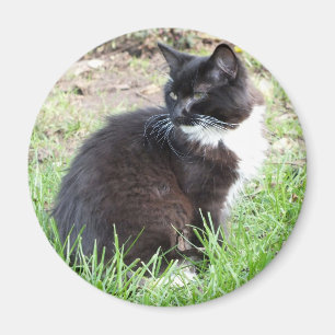 Tuxedo Kitten Magnet Magneet