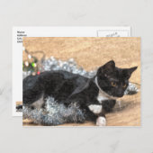 Tuxedo Kitten Tinsel en Lichten Briefkaart (Voorkant / Achterkant)