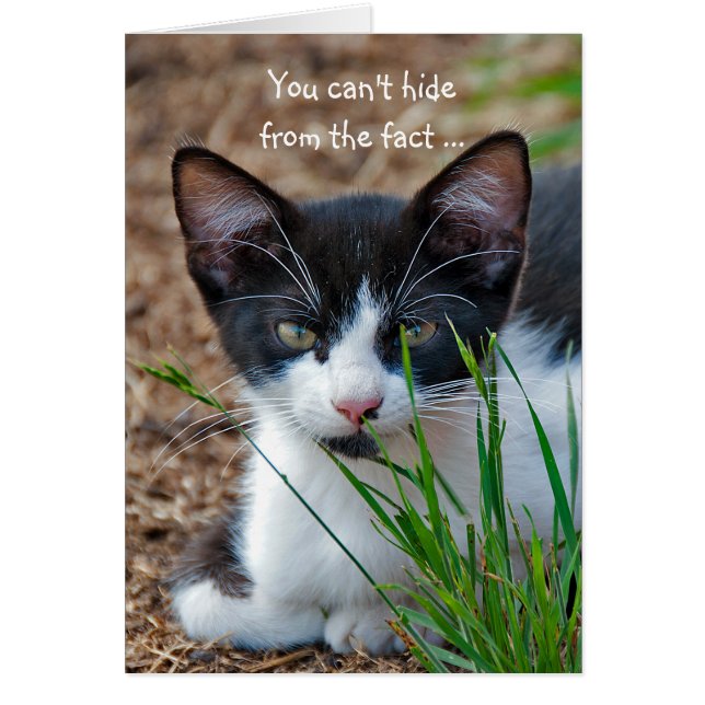 Tuxedo kitten verschuilen achter gras (Voorkant)