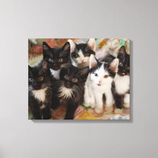 Tuxedo Kittens Canvas Afdruk (Voorkant)