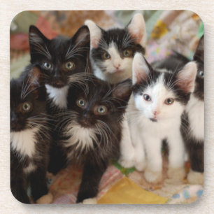 Tuxedo Kittens Drankjes Onderzetter