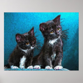 tuxedo kittens poster