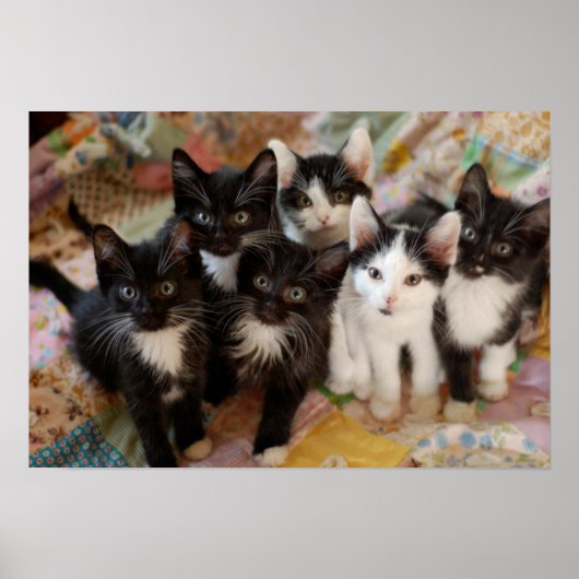 Tuxedo Kittens Poster (Voorkant)